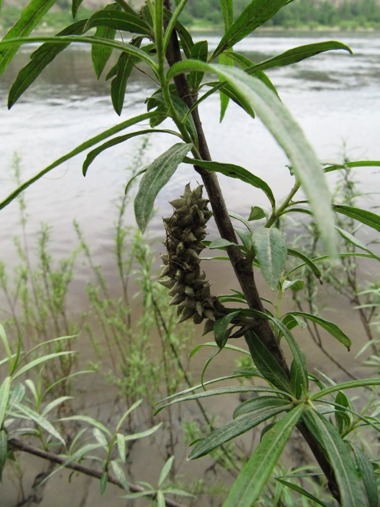 Image of Salix viminalis specimen.