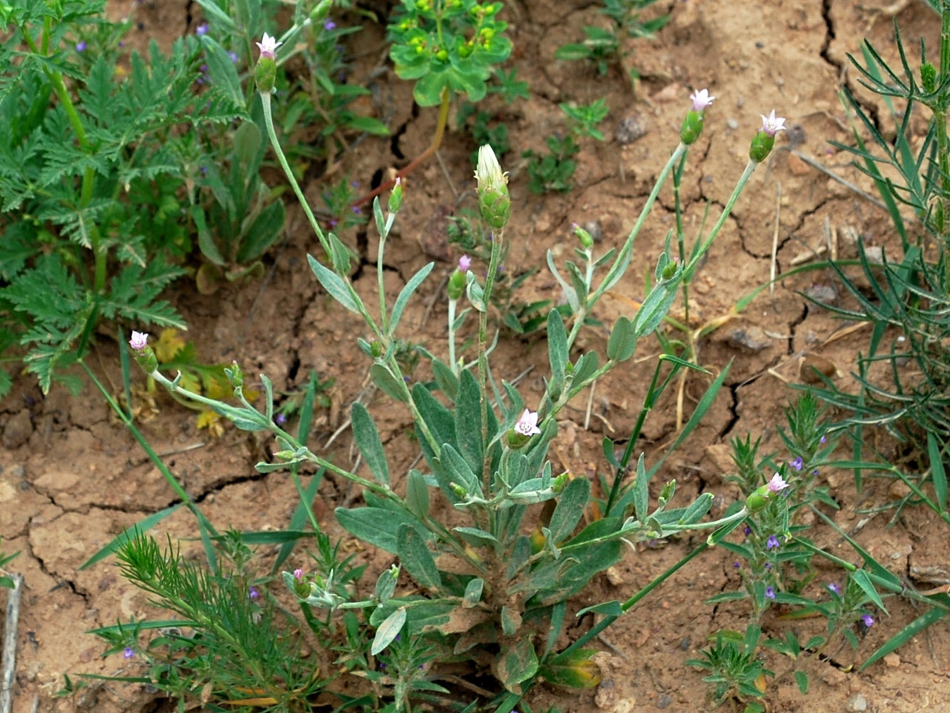 Изображение особи Chardinia orientalis.