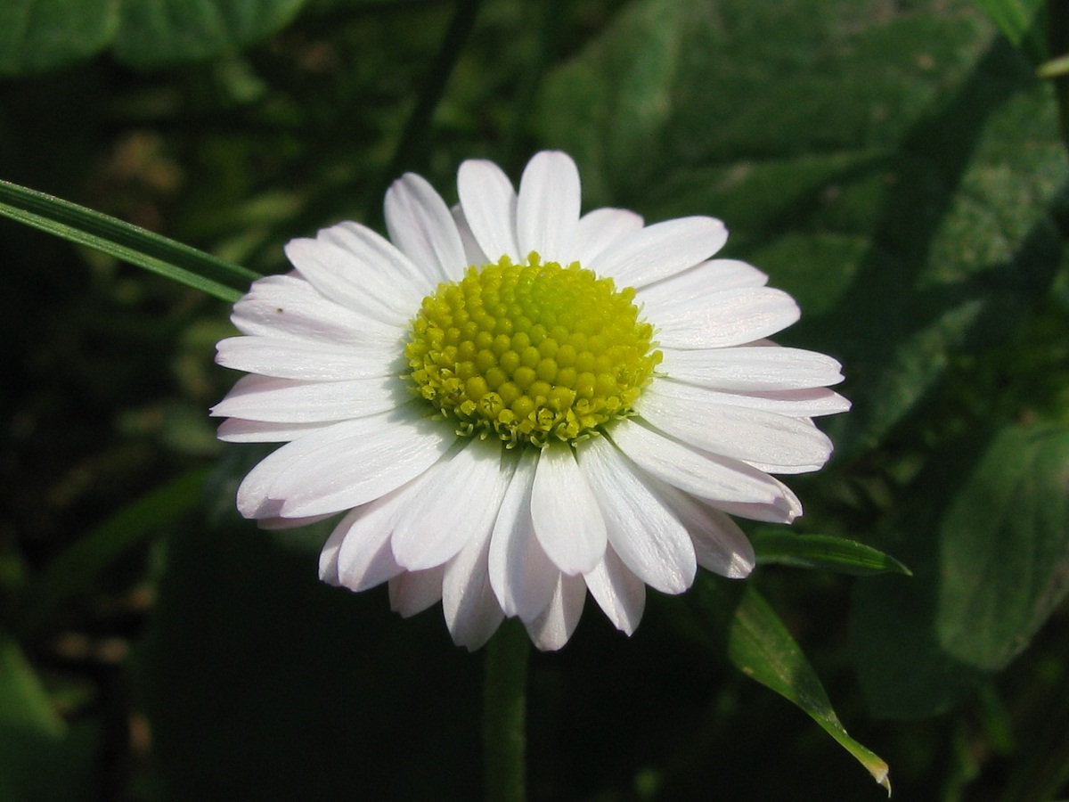 Image of Bellis perennis specimen.