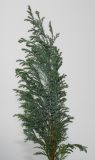 Chamaecyparis lawsoniana. Веточка ('Elwoodii'). Германия, г. Кемпен, в частном саду. 03.03.2013.