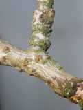 Prunus serrulata. Средняя часть веточки с нижней частью побега ('Pendula'). Германия, г. Кемпен, в парке. 30.03.2013.
