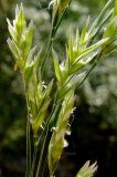 Festuca pratensis