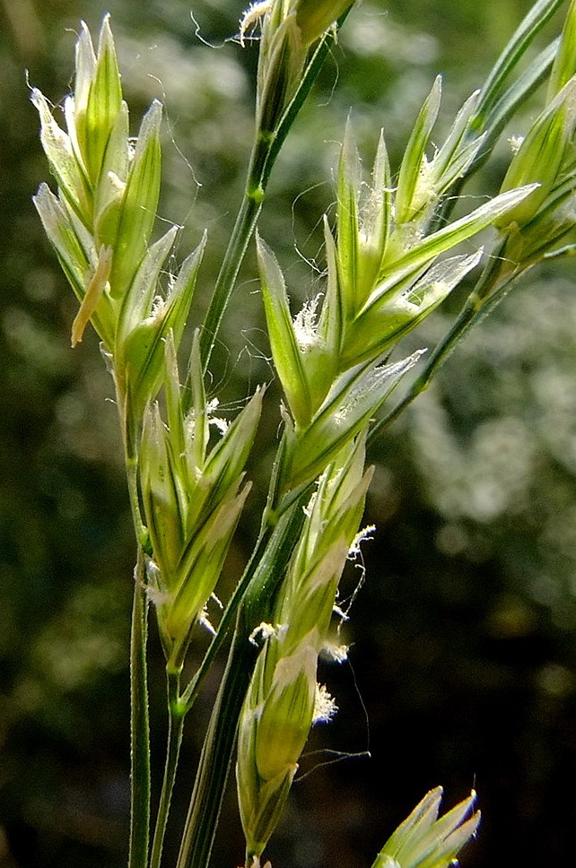 Изображение особи Festuca pratensis.