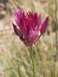 Allium jodanthum