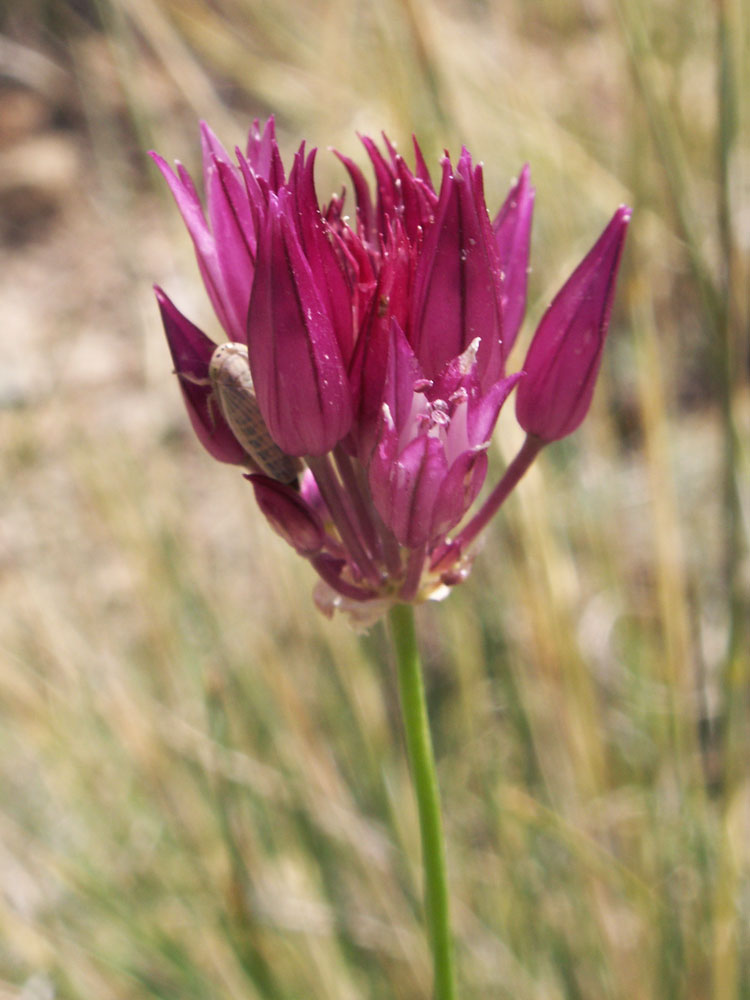 Image of Allium jodanthum specimen.