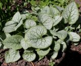 Brunnera macrophylla