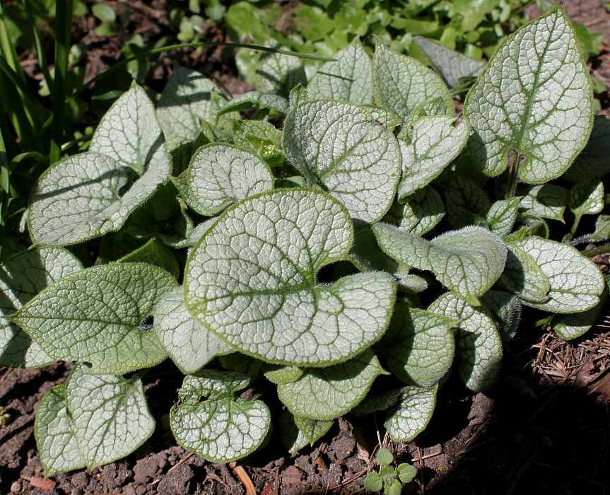 Изображение особи Brunnera macrophylla.