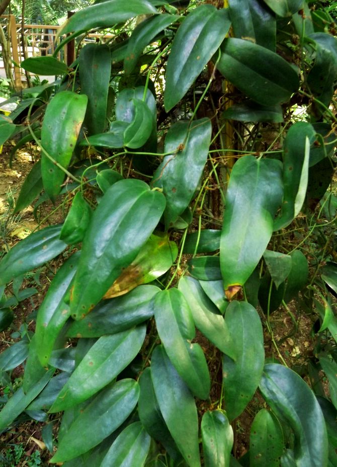 Изображение особи Smilax glabra.