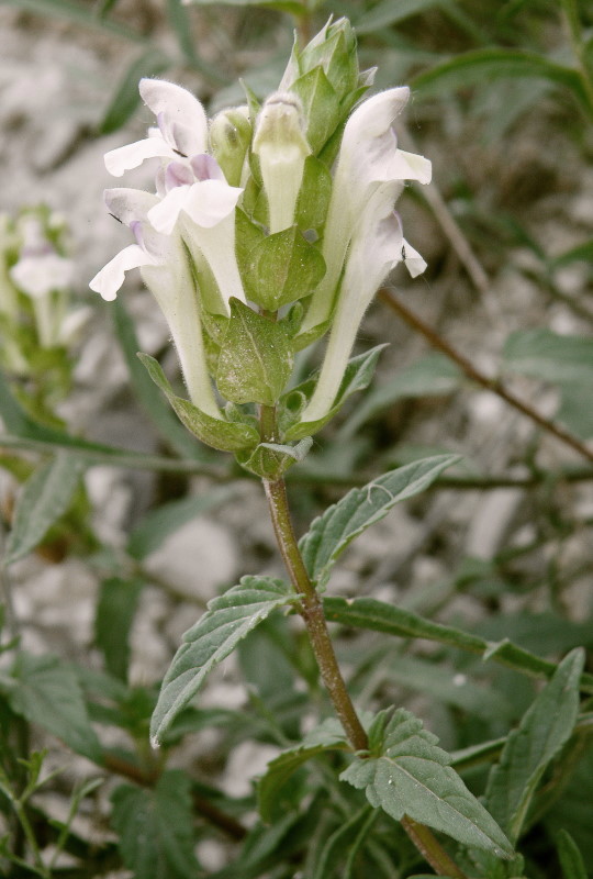 Image of Scutellaria creticola specimen.