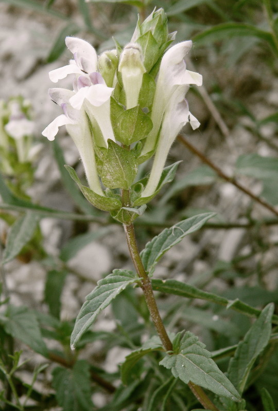 Изображение особи Scutellaria creticola.