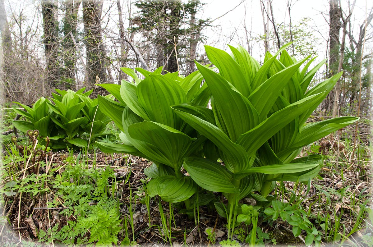 Изображение особи род Veratrum.