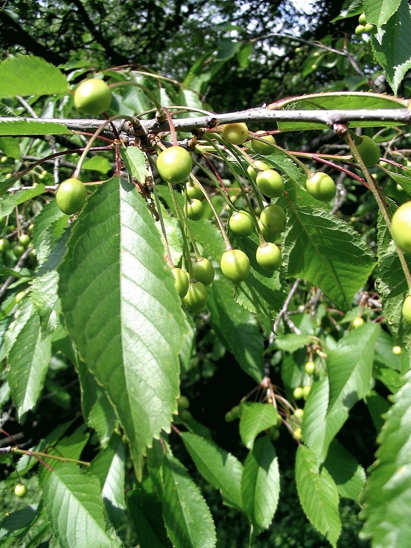 Image of Cerasus avium specimen.