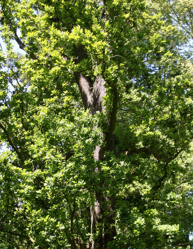 Image of Quercus robur f. fastigiata specimen.