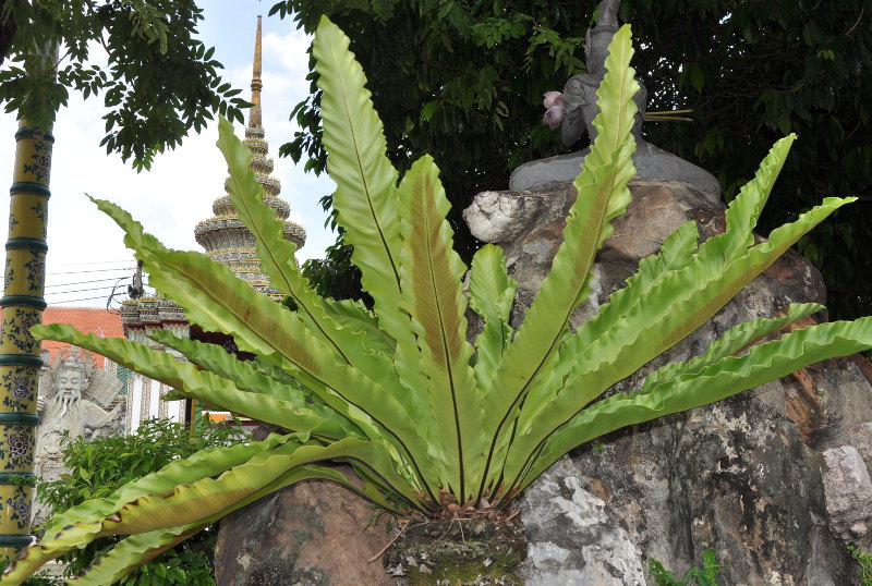 Image of Asplenium nidus specimen.