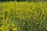 Verbascum marschallianum. Цветущие растения. Крым, Байдарская долина, окр. с. Родниковое. 6 июля 2013 г.