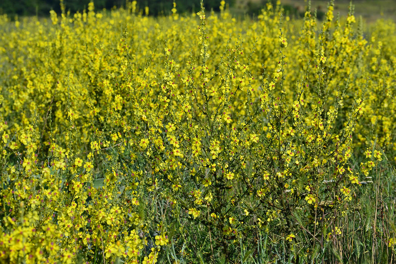 Изображение особи Verbascum marschallianum.