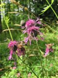 Centaurea scabiosa. Верхушки побегов с цветущими и отцветающими соцветиями. Санкт-Петербург, Дудергофские высоты, склон южной экспозиции, разнотравный луг у дороги среди широколиственного леса. Июль.