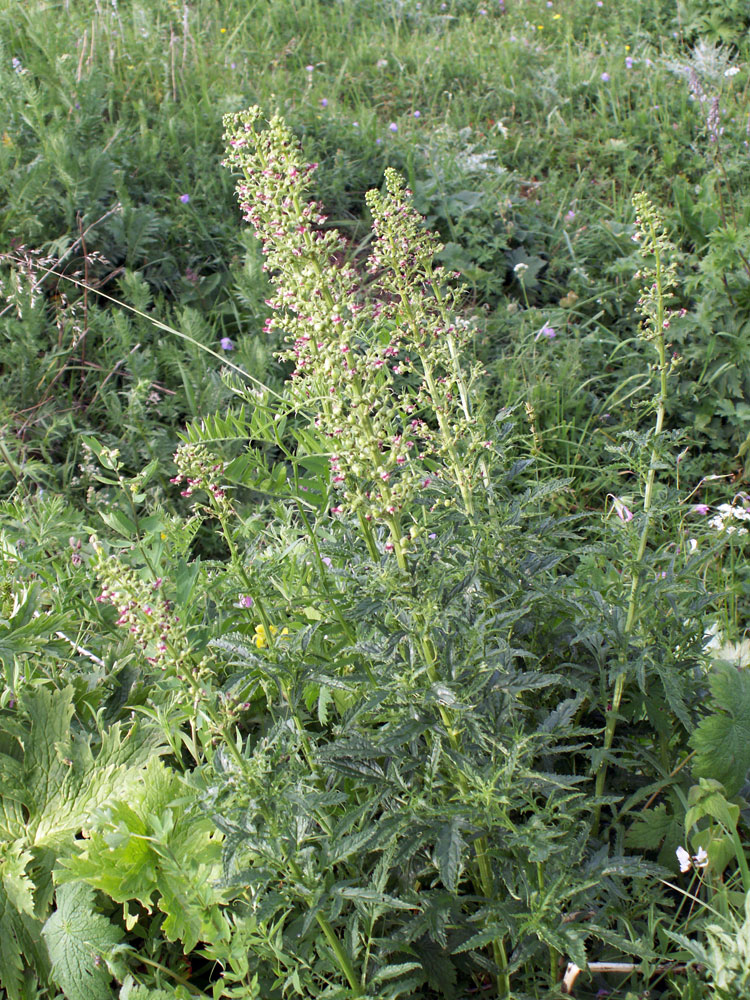 Image of Scrophularia kiriloviana specimen.
