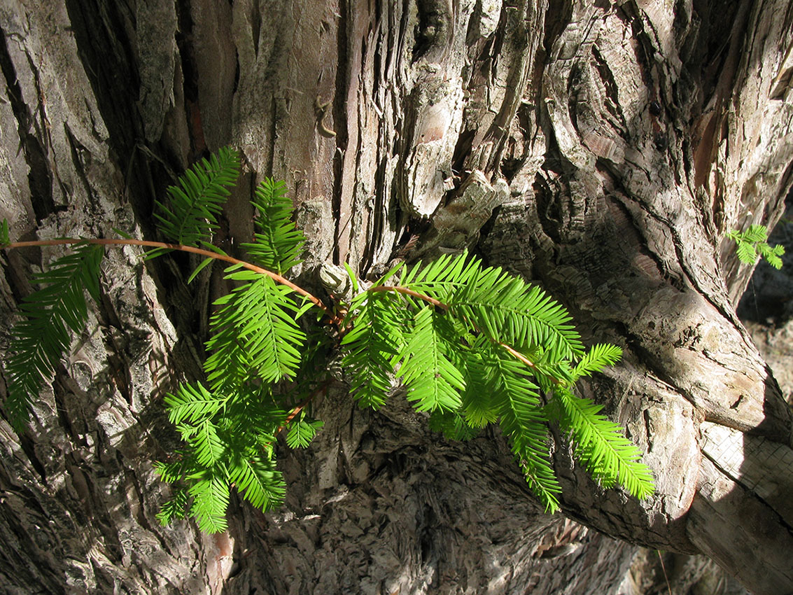 Image of Taxodium distichum specimen.