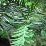 Taxus baccata