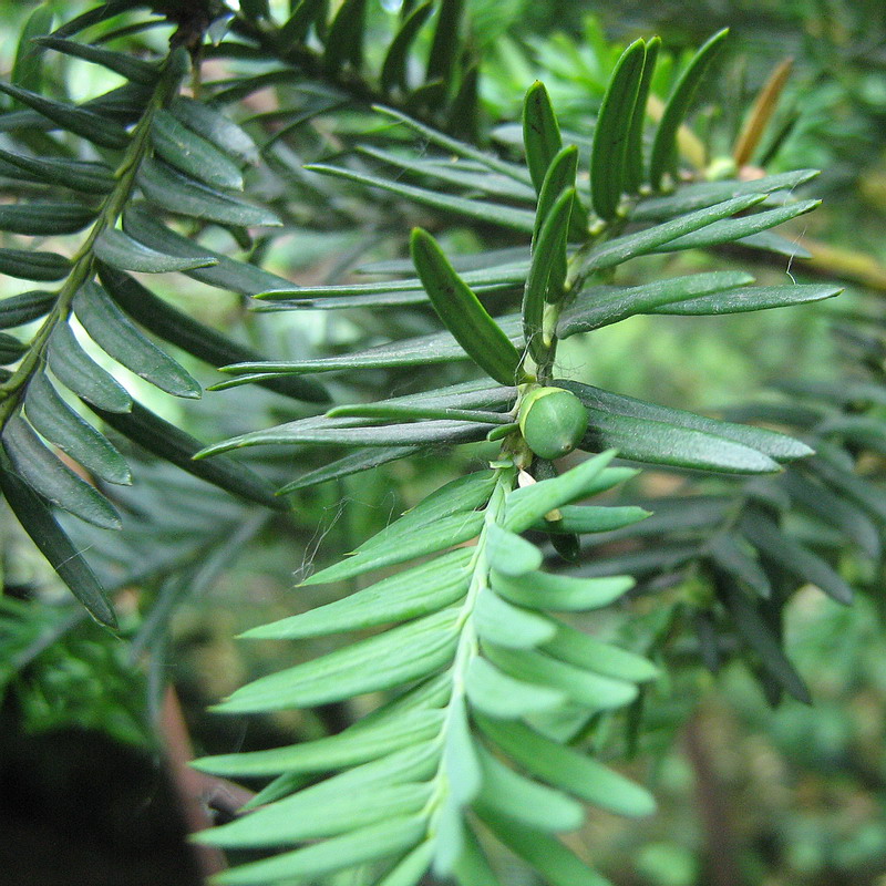 Image of Taxus baccata specimen.