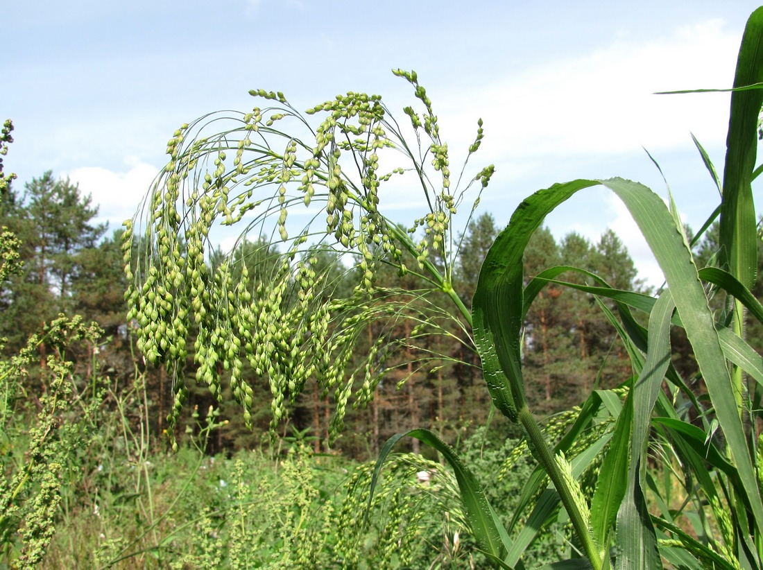 Изображение особи Panicum miliaceum.