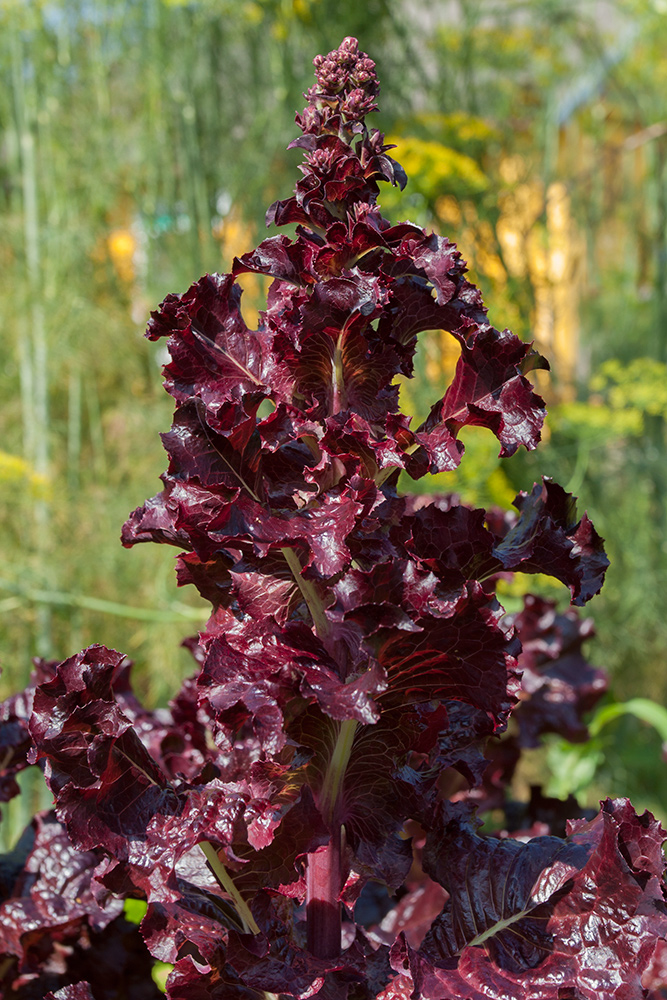 Image of Lactuca sativa specimen.