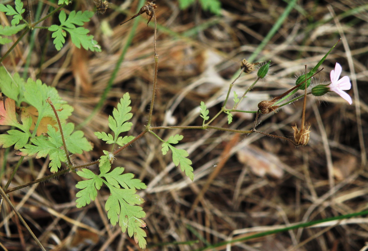 Image of Geranium robertianum specimen.