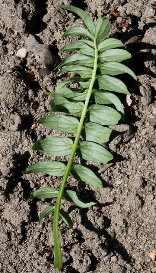 Image of Polemonium caeruleum var. himalayanum specimen.