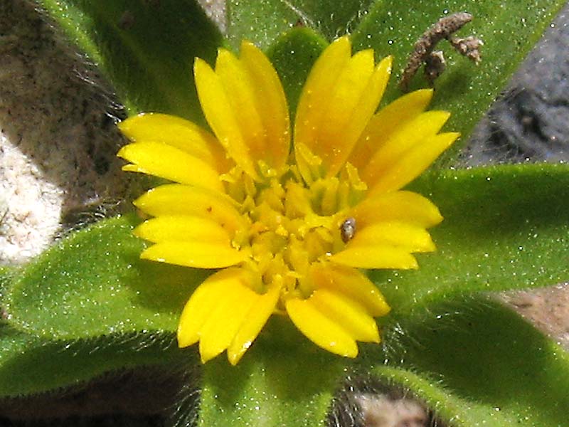 Image of Asteriscus aquaticus specimen.