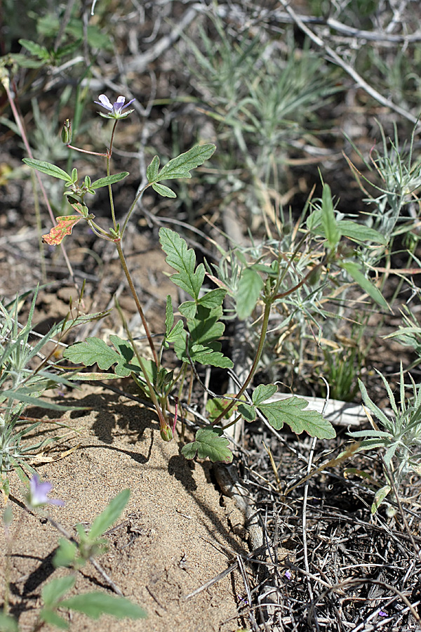 Изображение особи Erodium oxyrhynchum.