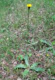 Trommsdorffia maculata