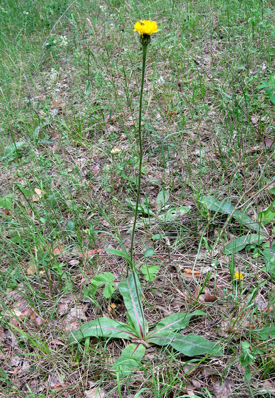 Изображение особи Trommsdorffia maculata.