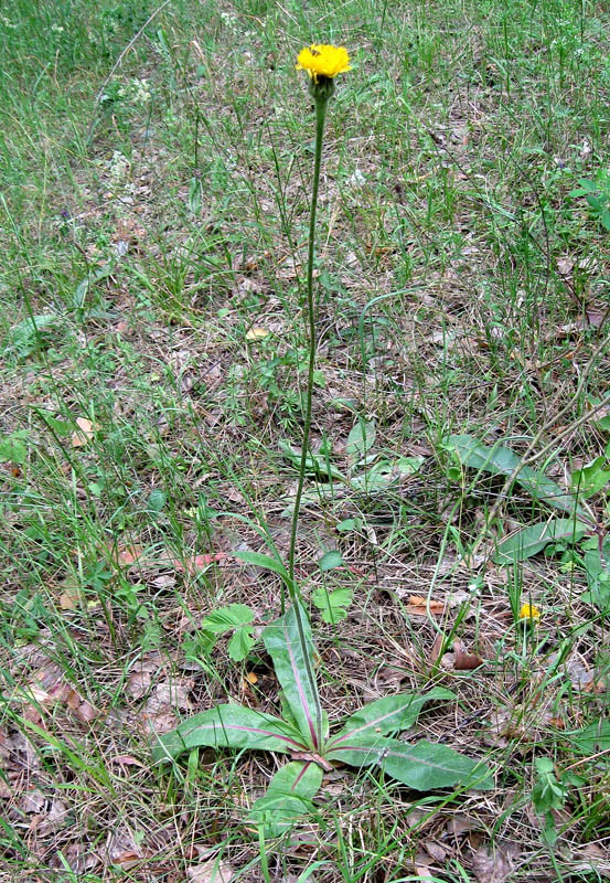 Image of Trommsdorffia maculata specimen.