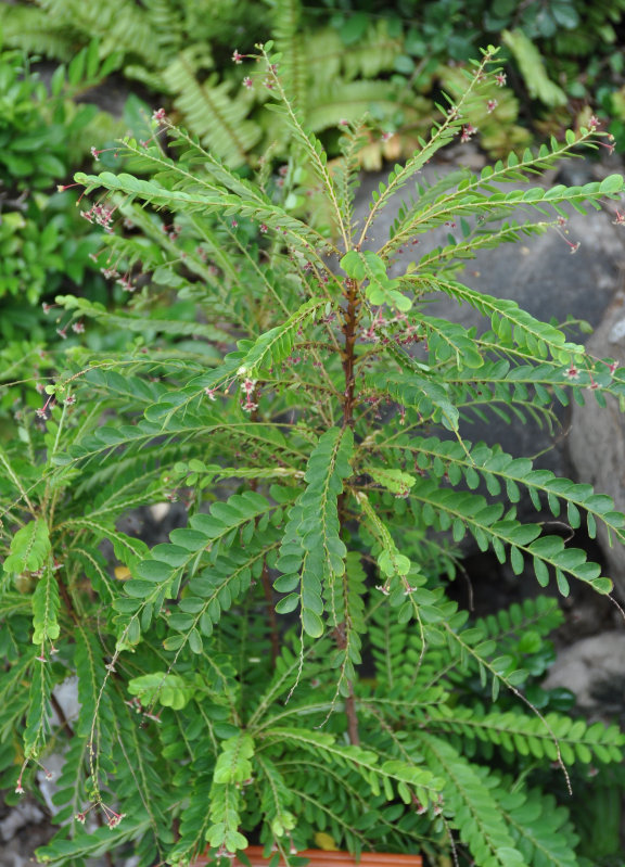 Image of Phyllanthus pulcher specimen.