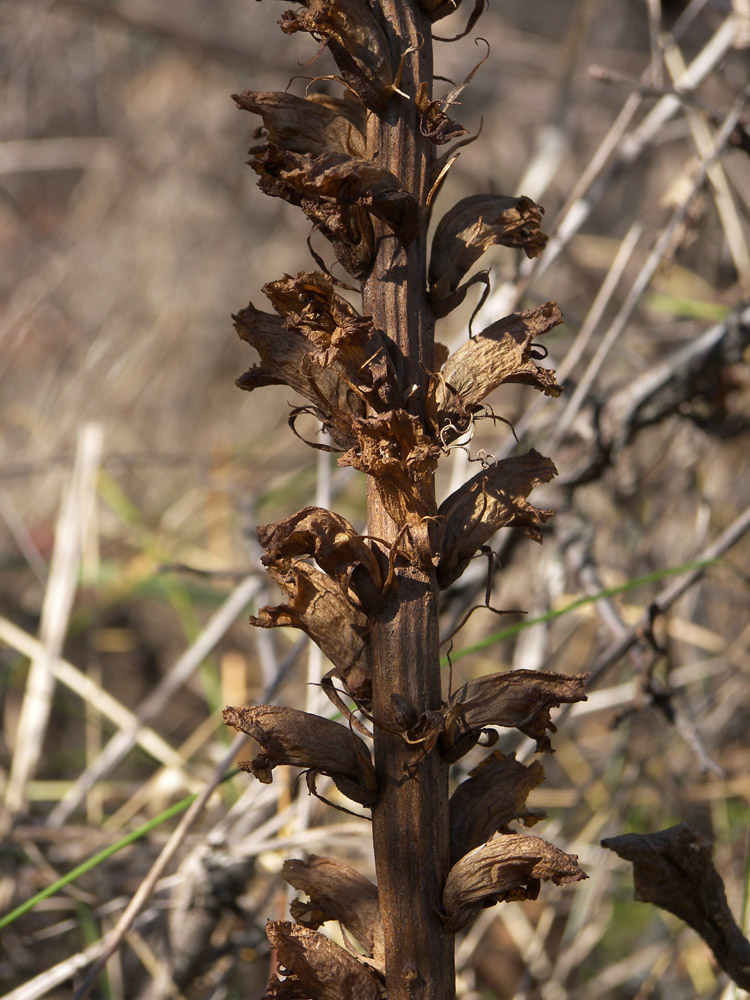 Изображение особи Orobanche crenata.