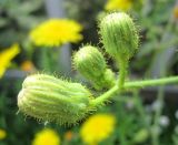 Sonchus arvensis