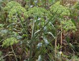 Heracleum sibiricum