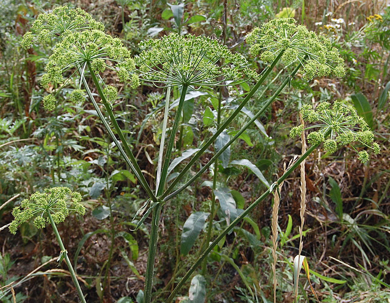 Изображение особи Heracleum sibiricum.