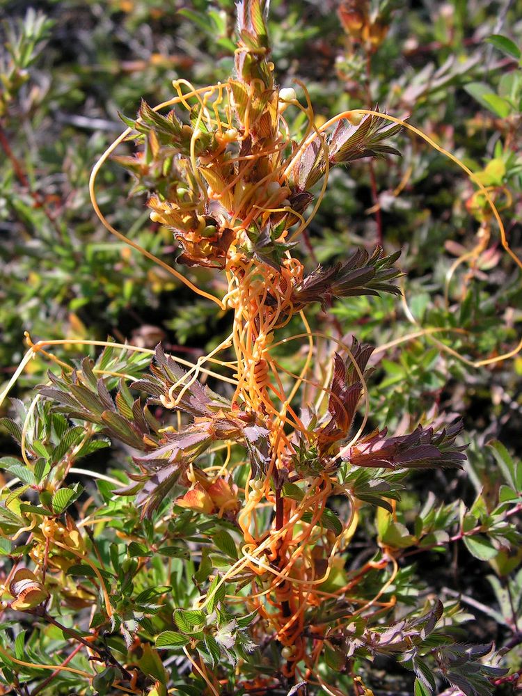 Image of genus Cuscuta specimen.