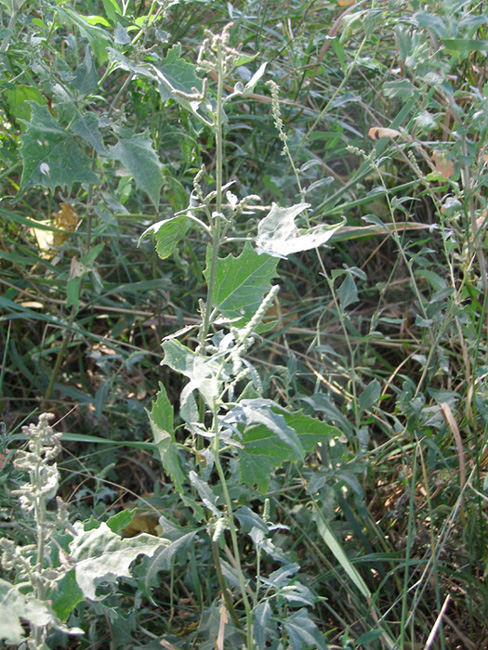 Image of Atriplex sagittata specimen.