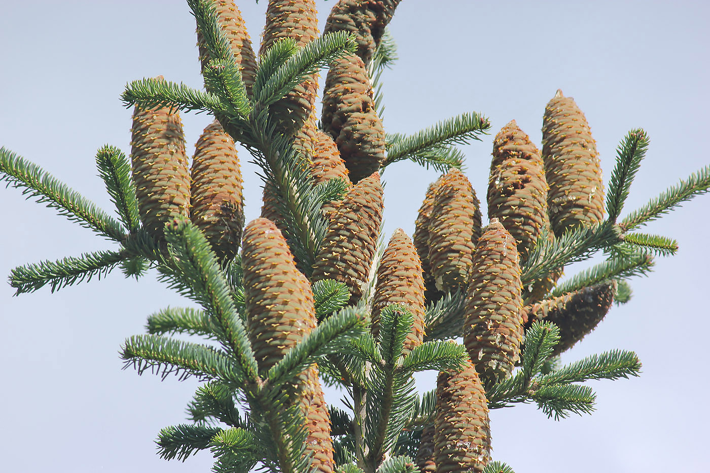 Image of Abies cephalonica specimen.