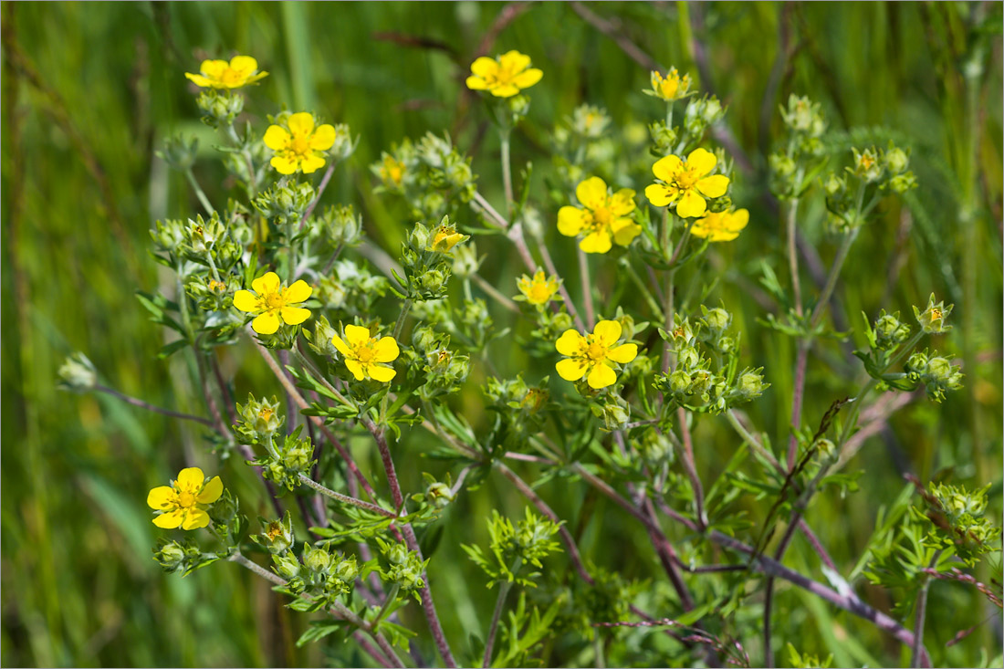 Изображение особи Potentilla argentea.