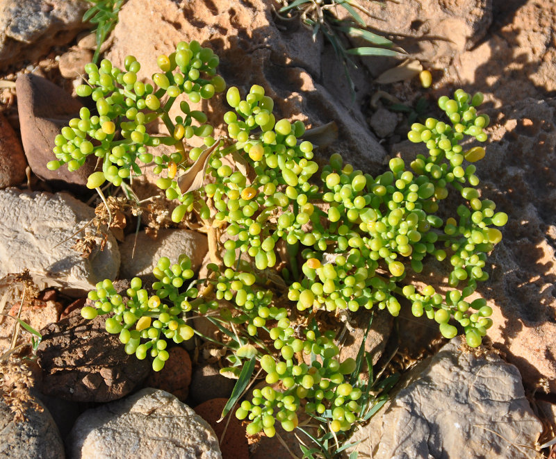 Изображение особи Tetraena qatarensis.