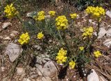 Erysimum cuspidatum. Цветущие растения. Крым, Ялтинский горно-лесной природный заповедник, Ай-Петри. 23.05.2013.