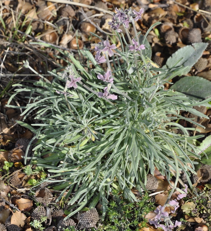 Изображение особи Matthiola fruticulosa.