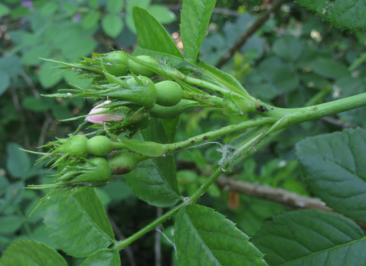 Image of genus Rosa specimen.