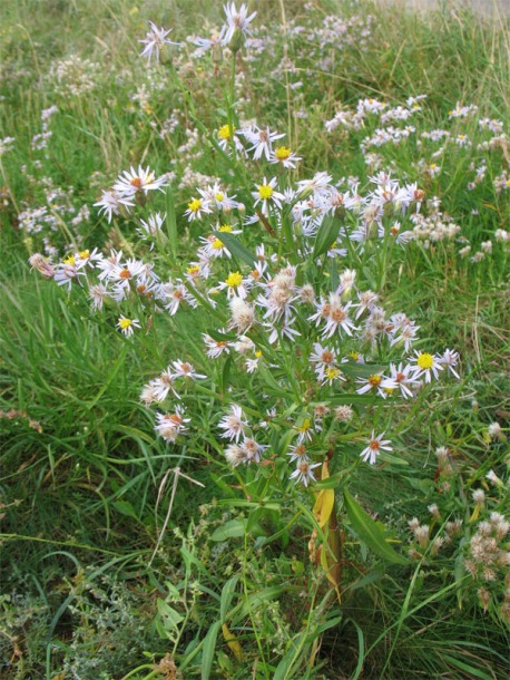 Изображение особи Tripolium pannonicum ssp. tripolium.