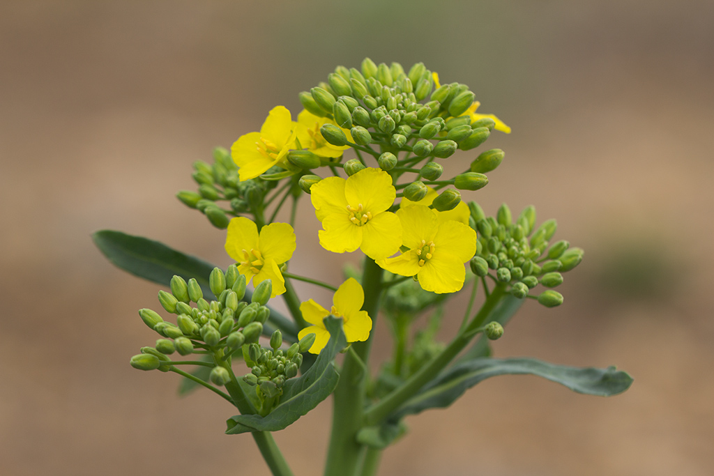 Изображение особи Brassica napus.