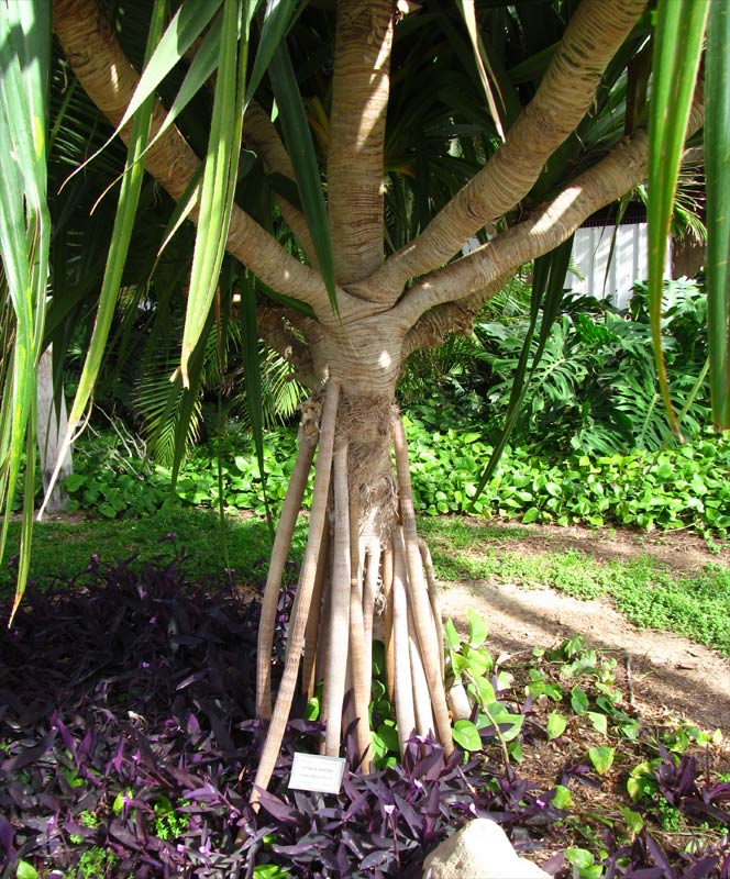 Изображение особи Pandanus utilis.